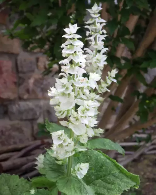 Salvia sclarea 'Vatican White', Weißer Muskateller-Salbei