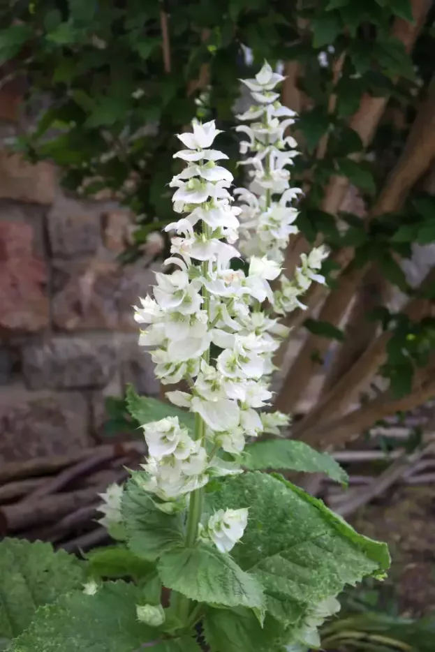 Salvia sclarea 'Vatican White', Weißer Muskateller-Salbei