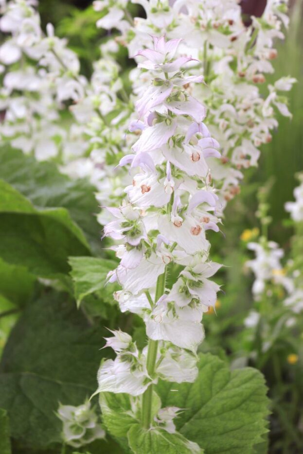 Salvia sclarea 'Vatican White', Weißer Muskateller-Salbei