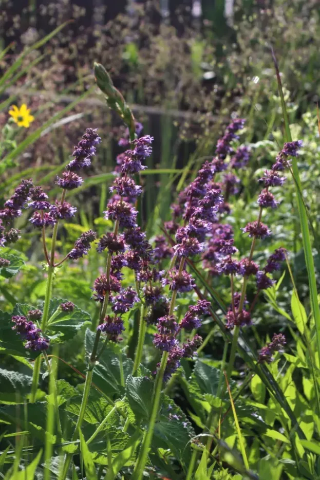 Salvia verticillata 'Purple Rain' - Quirlblättriger Salbei