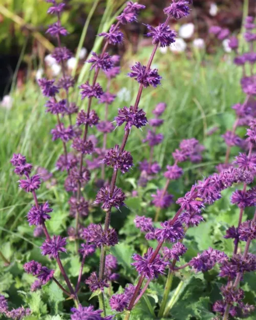 Salvia verticillata 'Purple Rain' - Quirlblättriger Salbei
