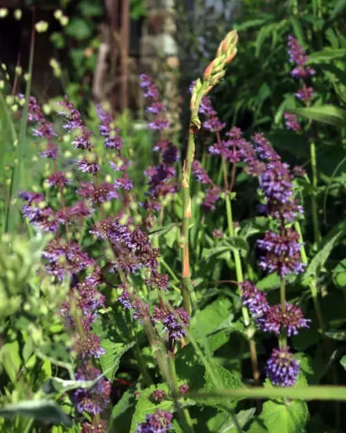 Salvia verticillata 'Purple Rain' - Quirlblättriger Salbei