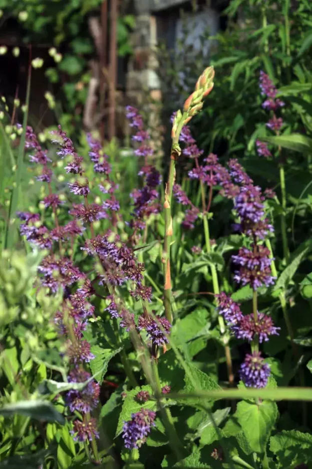 Salvia verticillata 'Purple Rain' - Quirlblättriger Salbei