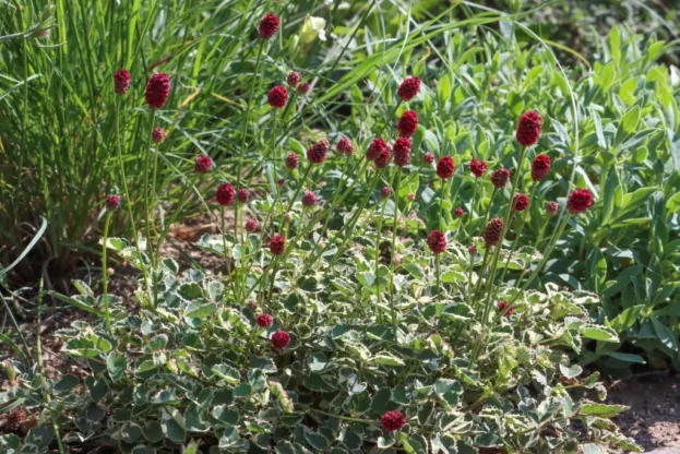 Sanguisorba 'Little Angel', Zwerg-Wiesenknopf