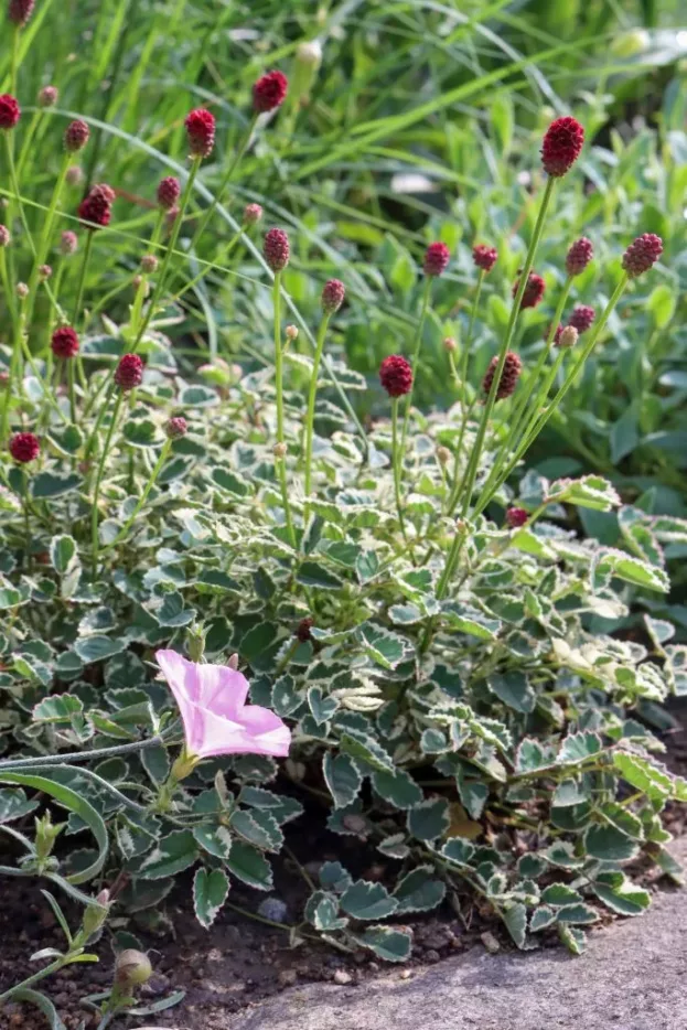 Sanguisorba 'Little Angel', Zwerg-Wiesenknopf