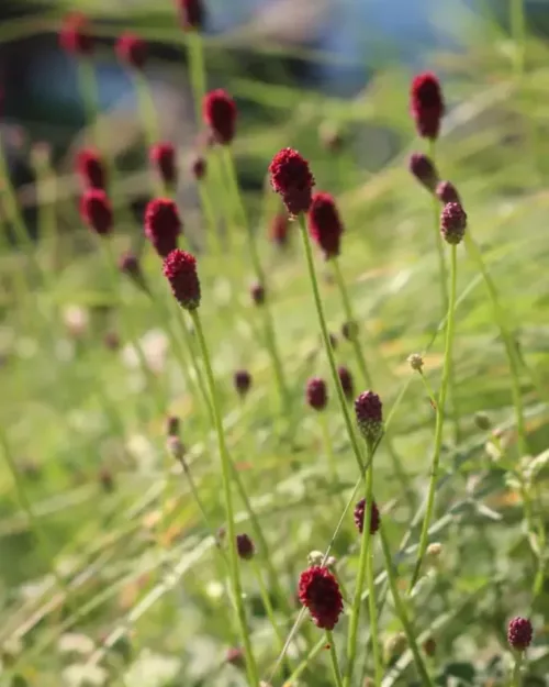 Sanguisorba minor 'Little Angel', Zwerg-Wiesenknopf