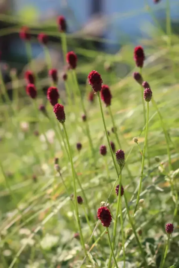 Sanguisorba minor 'Little Angel', Zwerg-Wiesenknopf