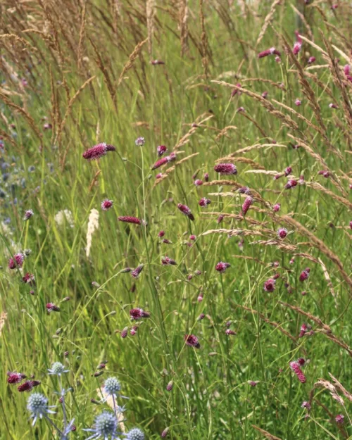 Sanguisorba RocknRoll 1