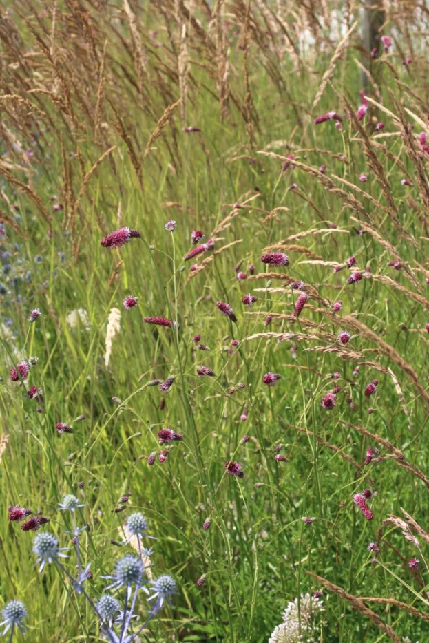 Sanguisorba RocknRoll 1 jpg