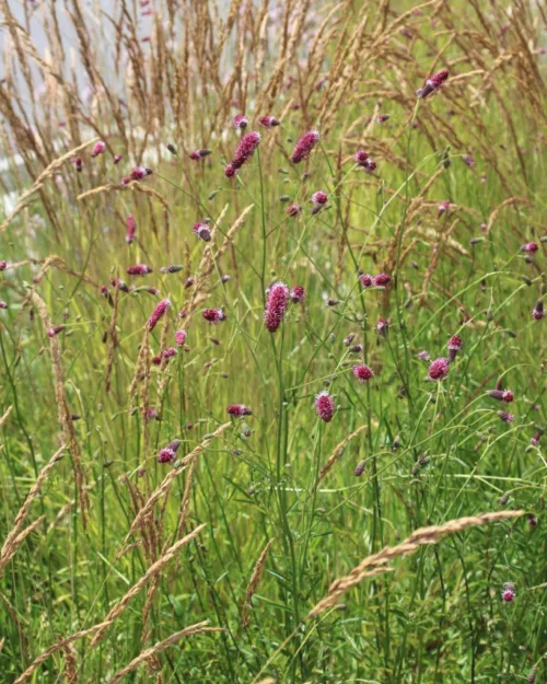 Sanguisorba RocknRoll 2