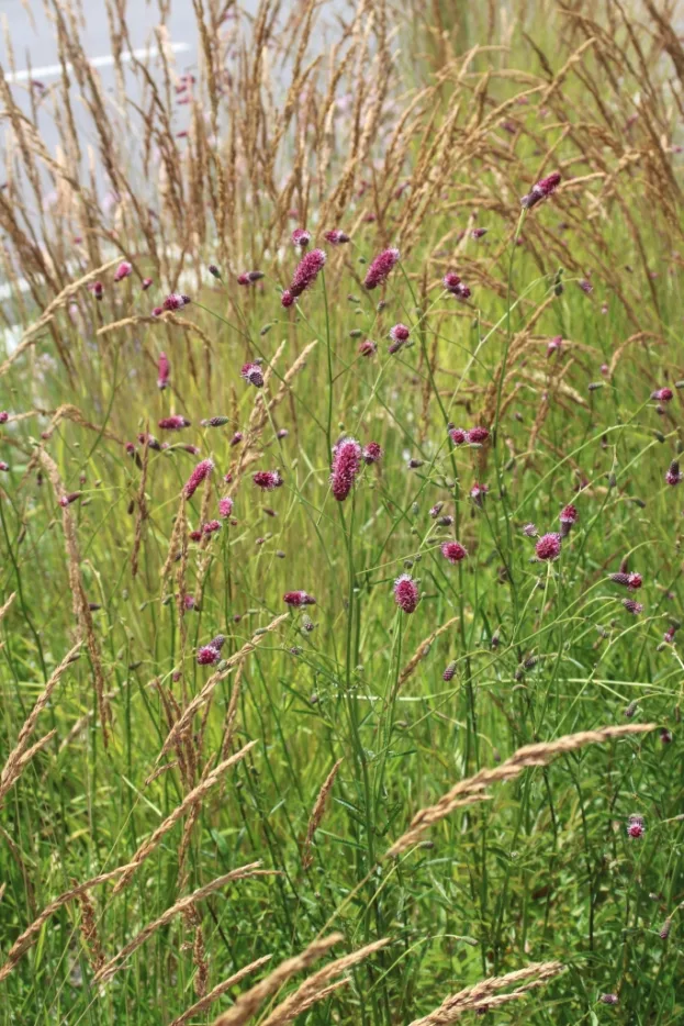 Sanguisorba RocknRoll 2 jpg