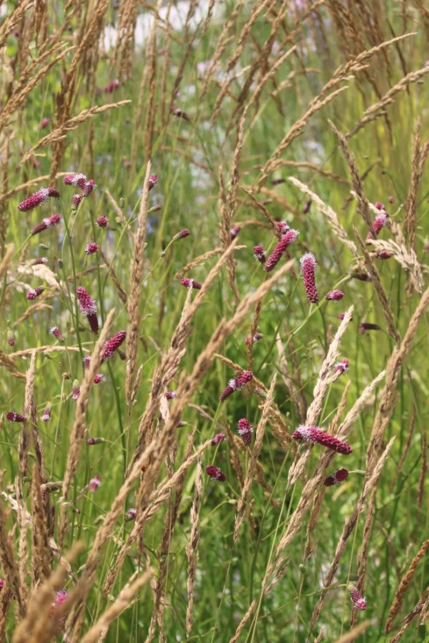 Sanguisorba RocknRoll 3 jpg