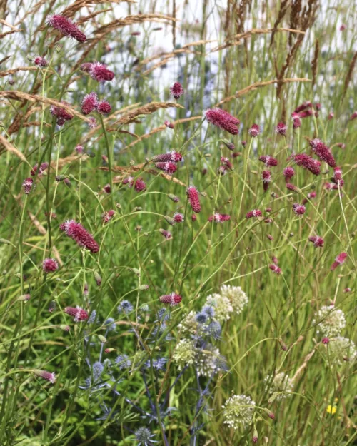 Sanguisorba 'Rock and Roll'