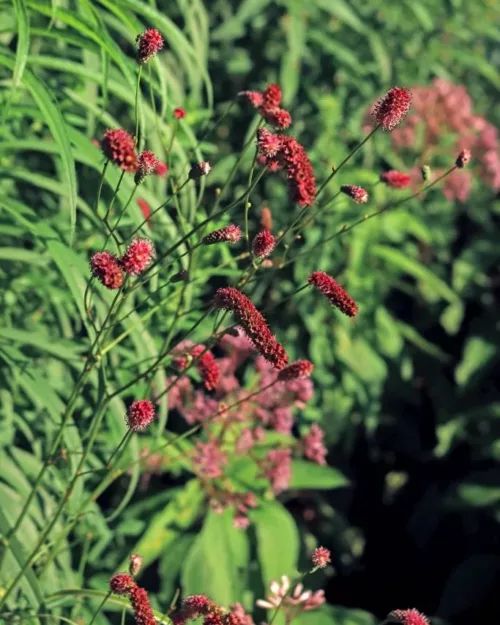 Sanguisorba 'Scapino', Wiesenknopf