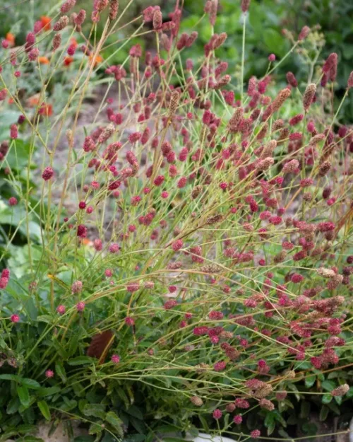 Sanguisorba 'Tanna', Wiesenknopf