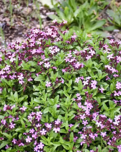Saponaria ocymoides, Polster-Seifenkraut