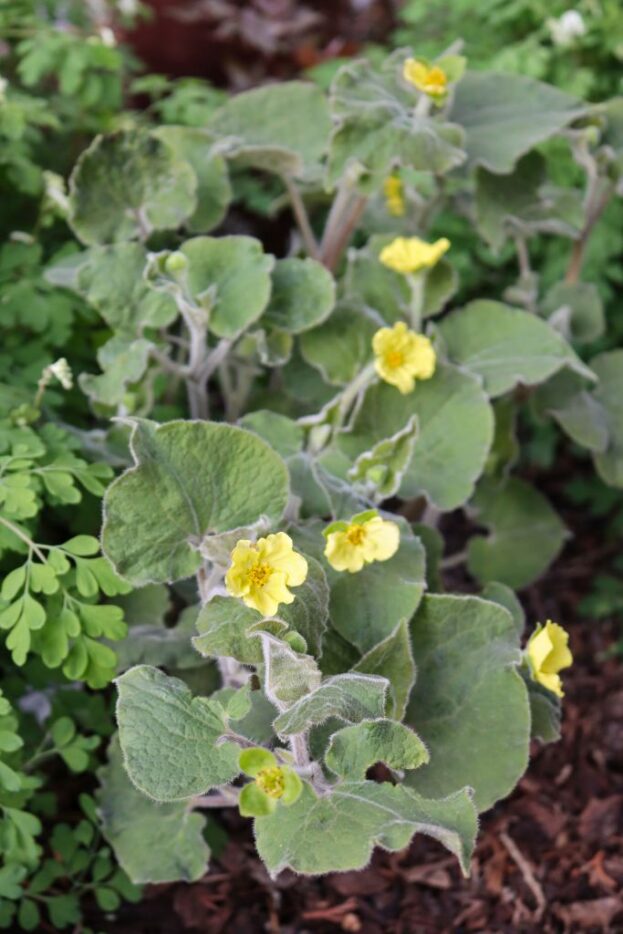 Saruma henryi, Herzblattwurz