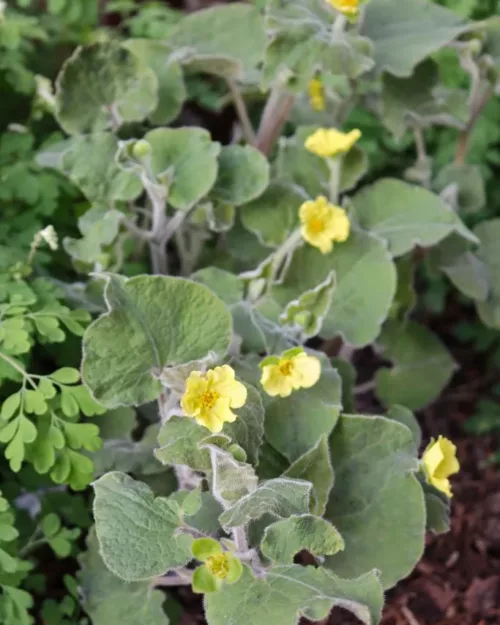 Saruma henryi, Herzblattwurz