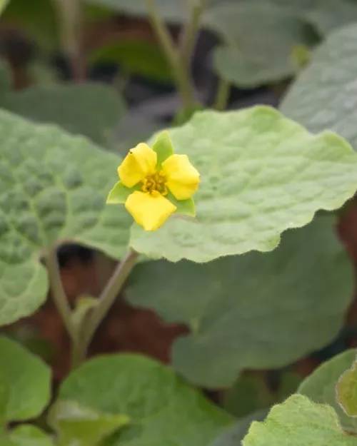 Saruma henryi, Herzblattwurz