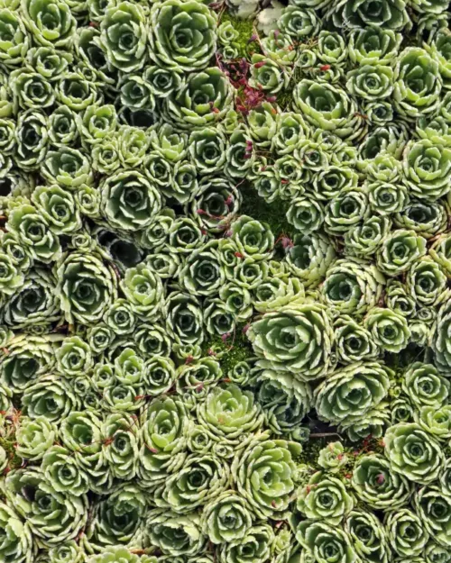 Saxifraga paniculata, Rispen-Steinbreich