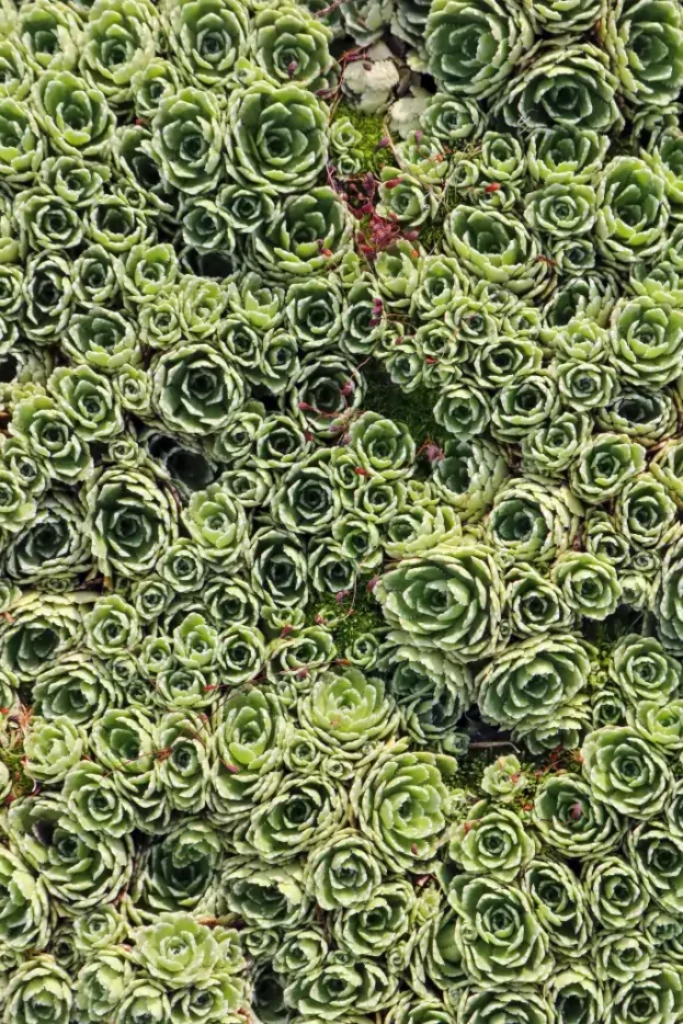 Saxifraga paniculata 1 jpg