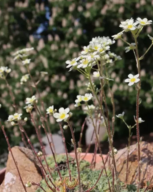 Saxifraga paniculata, Rispen-Steinbruch