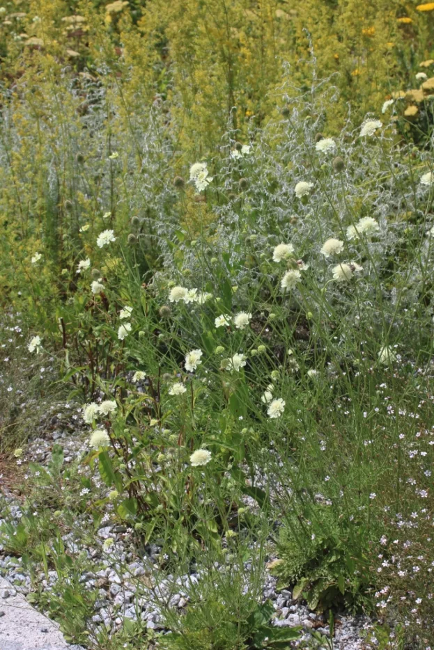 Scabiosa ochroleuca 2 jpg