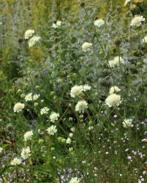 Scabiosa ochroleuca