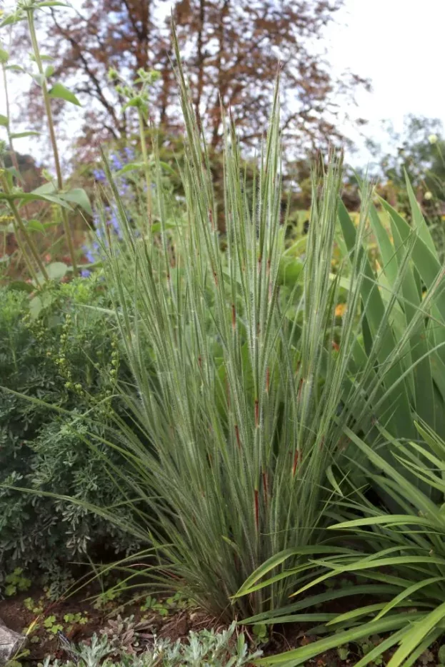 Prärie-Bartgras 'Ha Ha Tonka', Schizachyrium 'Ha Ha Tonka'
