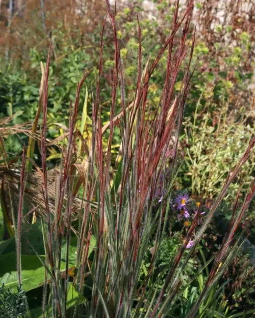 Schizachyrium 'Ha Ha Tonka', Wolliges Präriegras