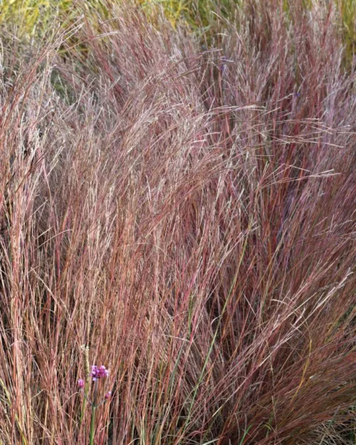 Schizachyrium 'Prairie Blues', Präriegras