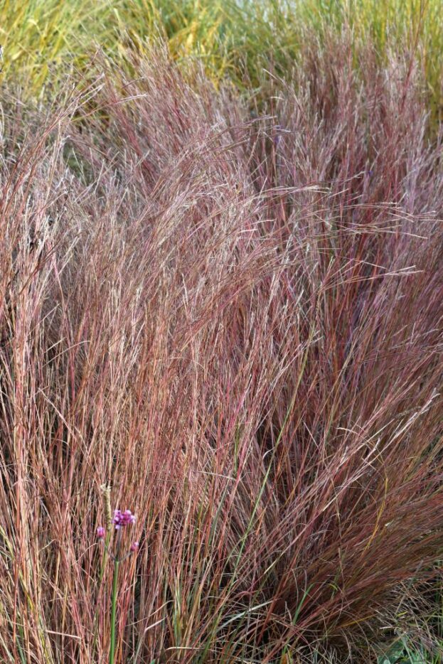 Schizachyrium 'Prairie Blues', Präriegras