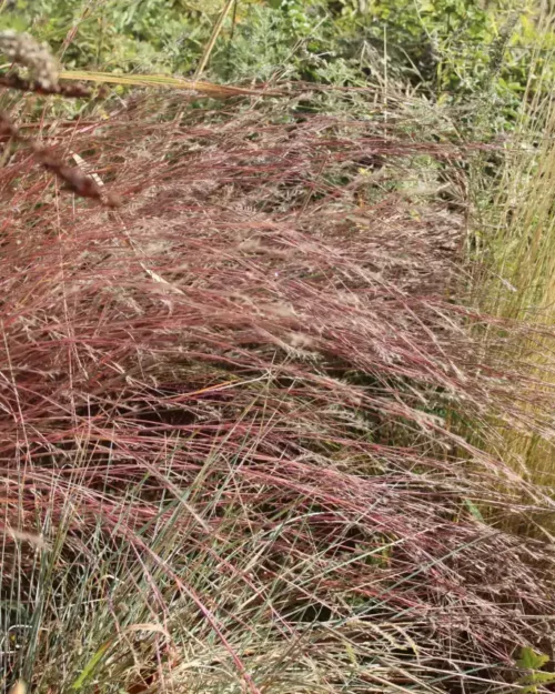 Schizachyrium 'Prairie Blues', Präriegras