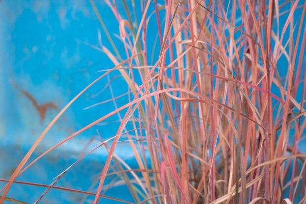 Schizachyrium 'Prairie Blues', Präriegras