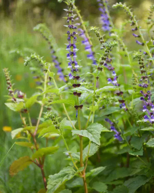 Scutellaria altissima, Großes Helmkraut
