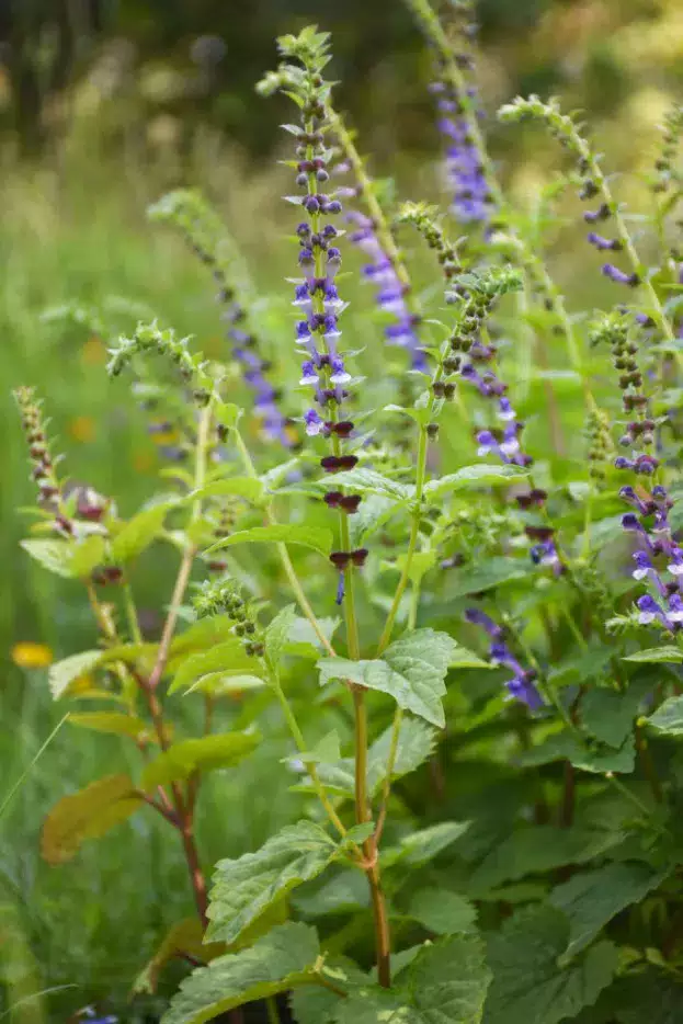 Scutellaria altissima, Großes Helmkraut