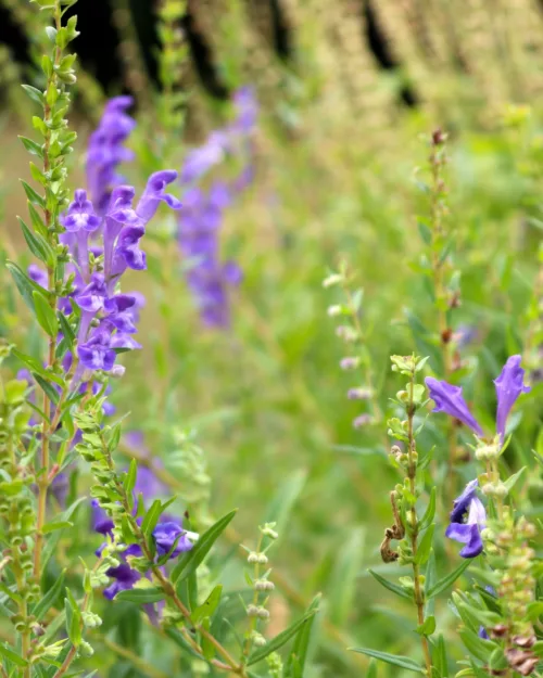 Scutellaria baicalensis