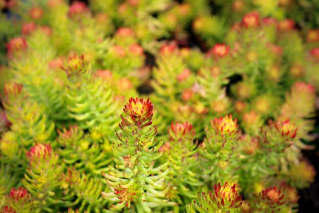 Sedum reflexum 'Angelina', Nickendes Fettblatt