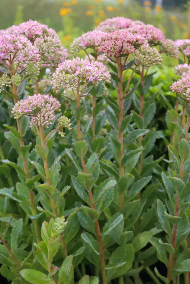 Sedum 'Carl', Hohe Fetthenne