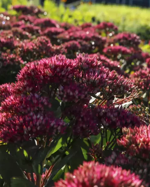 Sedum 'Class Act', Hohe Fetthenne
