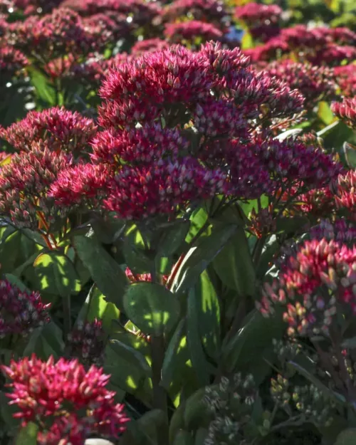 Sedum 'Class Act', Hohe Fetthenne