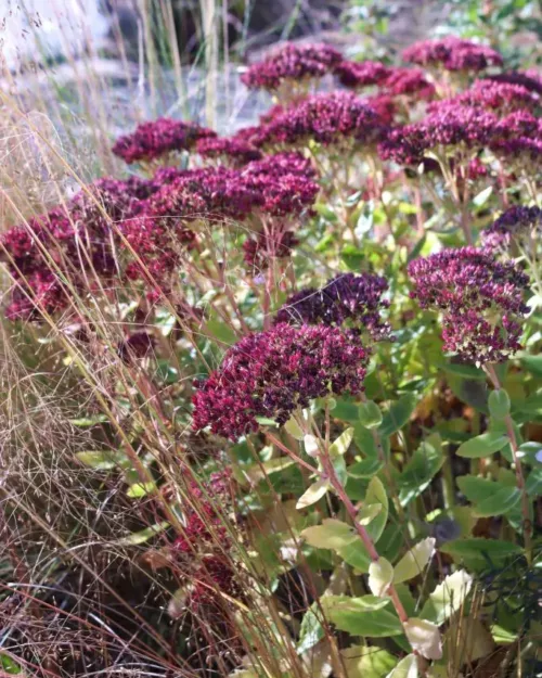 Sedum 'Herbstfreude', Fetthenne