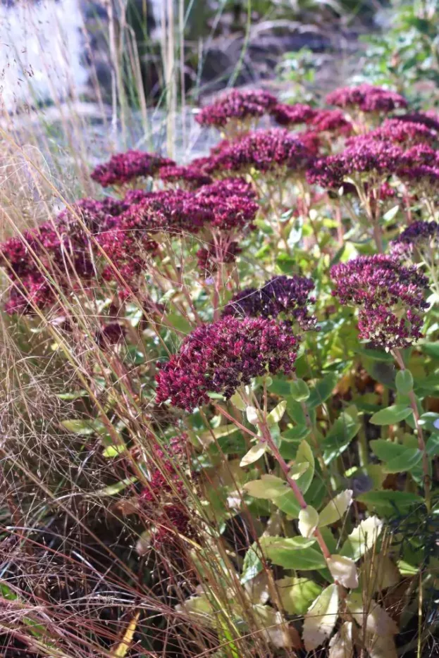 Sedum 'Herbstfreude', Fetthenne