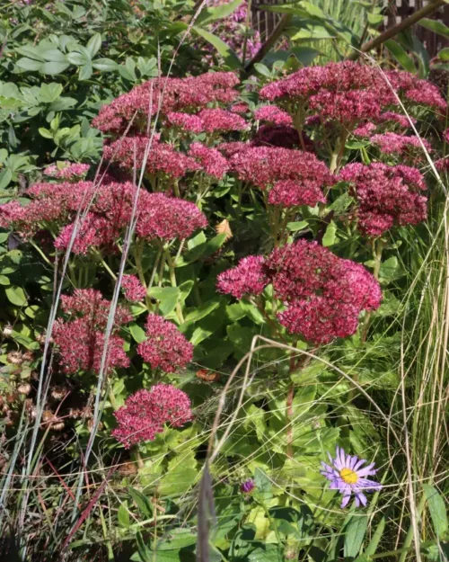 Sedum 'Herbstfreude', Fetthenne