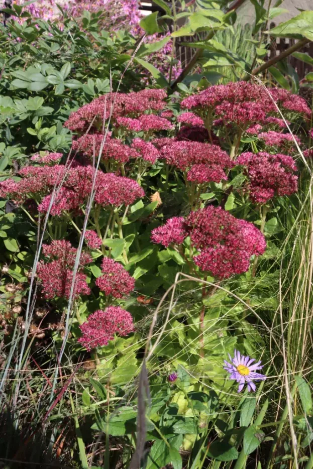 Sedum 'Herbstfreude', Fetthenne