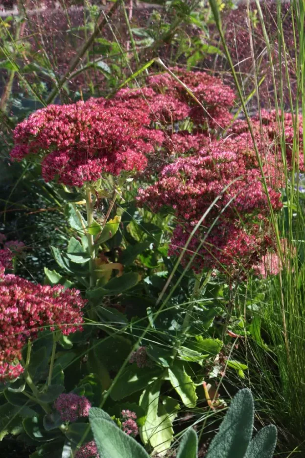 Sedum 'Herbstfreude', Fetthenne