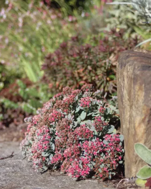 Sedum Hylotelephium cauticola 'Lidakense', Felsen-Fetthenne