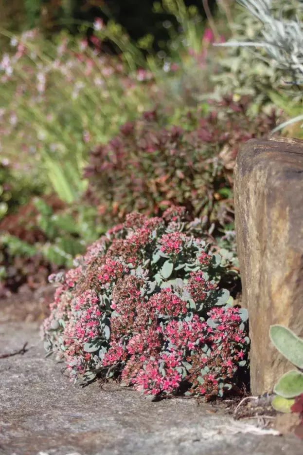 Sedum Hylotelephium cauticola 'Lidakense', Felsen-Fetthenne