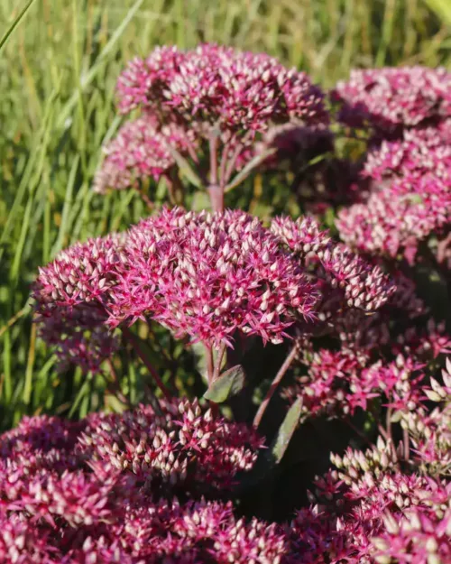 Sedum 'Mr. Goodbud', Hohe Fetthenne
