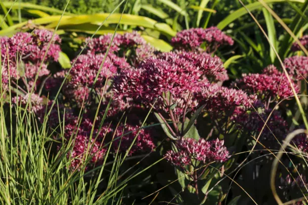 Sedum 'Mr. Goodbud', Hohe Fetthenne